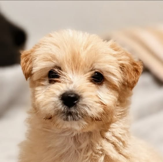 Mai, cachorrita de color claro